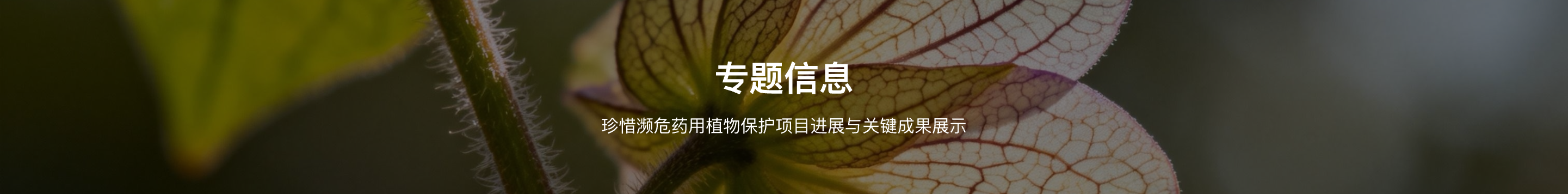 专题背景图