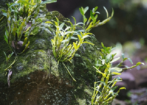 资源量持续减少植物