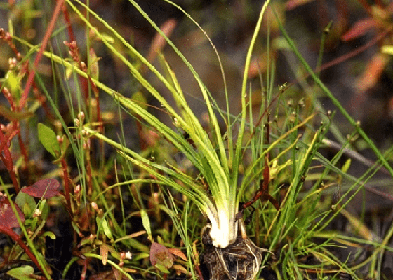 国家重点保护野生植物
