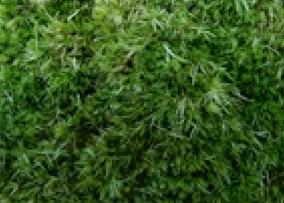 地方保护植物