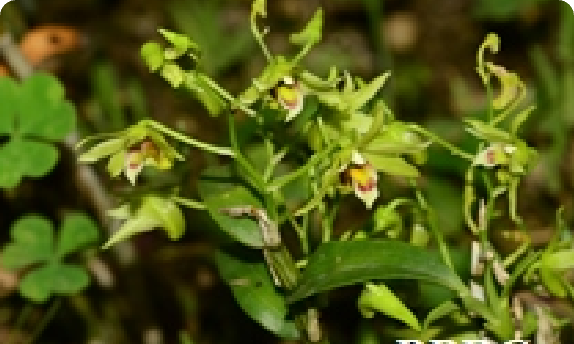 Dendrobium officinale &middot; 花