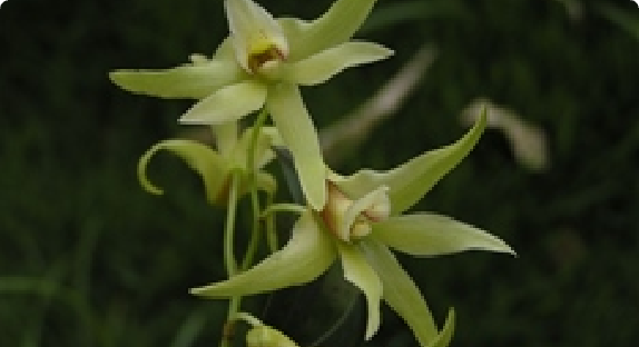 陕西居群 — 铁皮石斛 Dendrobium officinale &middot; 茎