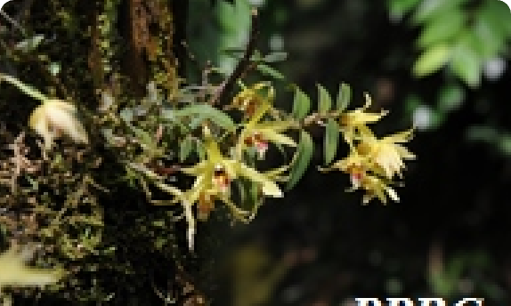 山东居群 — Dendrobium officinale &middot; 生境